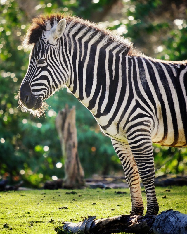 Zebra half 100-400